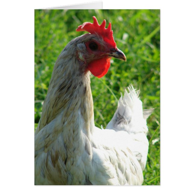 Flèche bleue Hen (Devant)