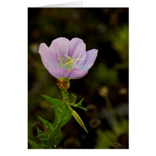 Fleur (Devant)