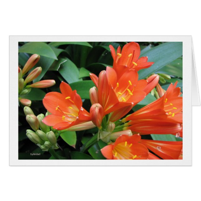 Fleur3 (Devant horizontal)