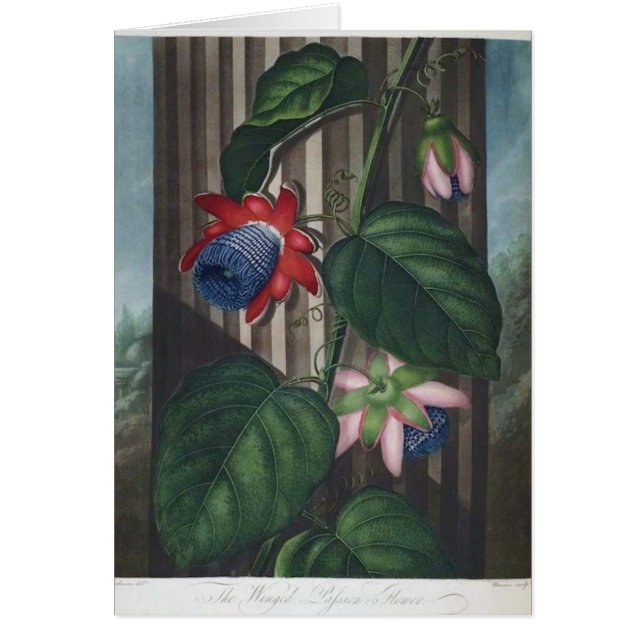 Fleur à ailes de passion (Devant)