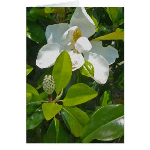 Fleur à porter des fruits