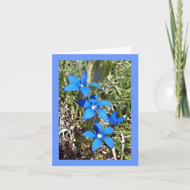 Fleur alpine de gentiane bleue -- Carte de voeux (Devant)