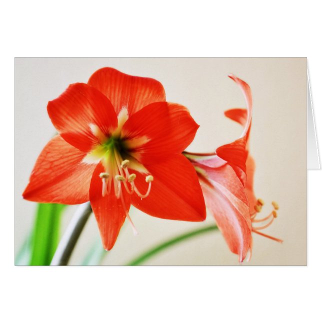Fleur Amaryllis rouge (Devant horizontal)