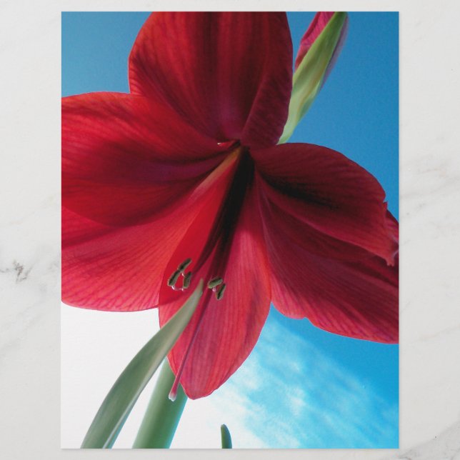 Fleur Amaryllis rouge vif (Devant)