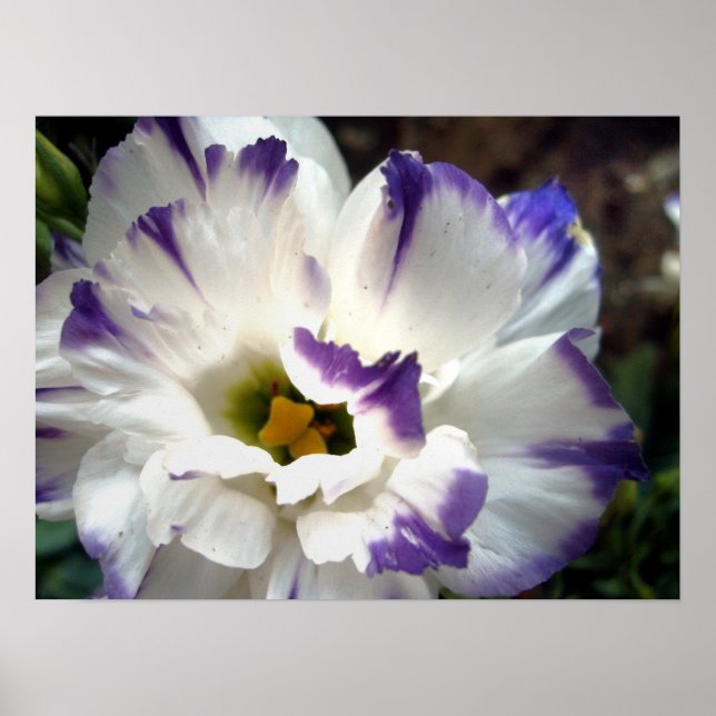 Fleur blanche avec affiche à garniture violette (Devant)