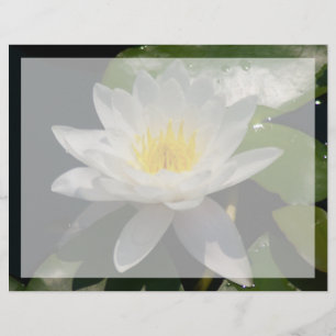 Fleur blanche de lotus