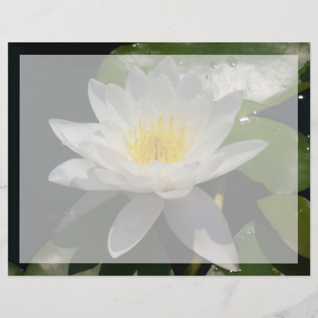 Fleur blanche de lotus (Devant)