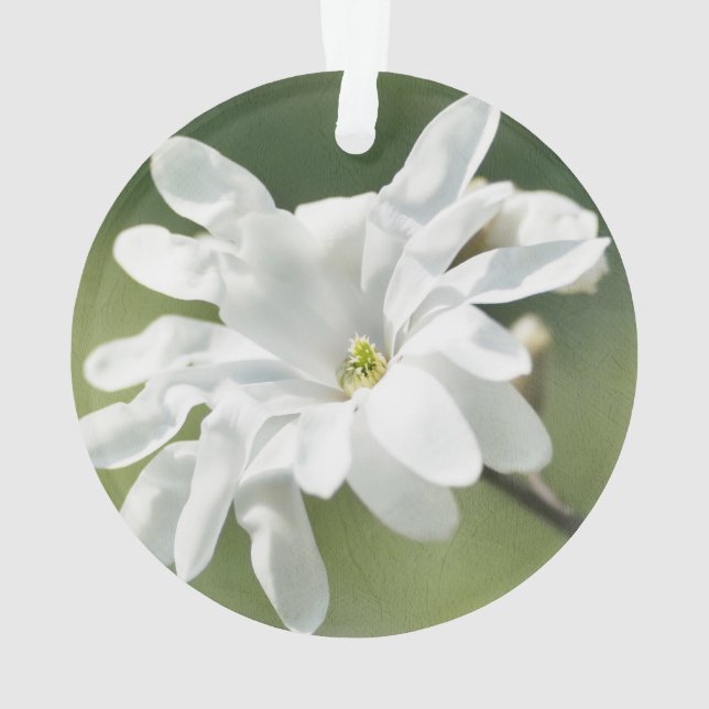 Fleur blanche de Magnolia (dos)