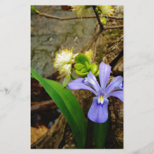 Fleur blanche pourpre bleu Iris