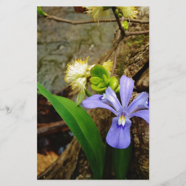 Fleur blanche pourpre bleu Iris (Devant)