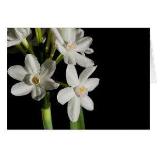 Fleur Blanche Printemps Événement Et Carte Mariage