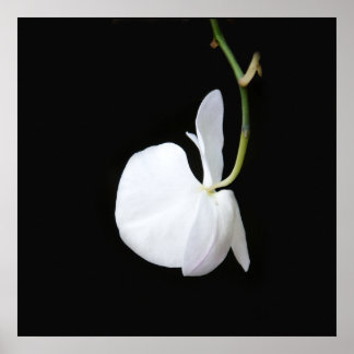 Fleur blanche sur petite affiche noire