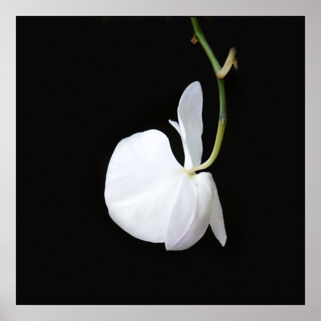 Fleur blanche sur petite affiche noire (Devant)