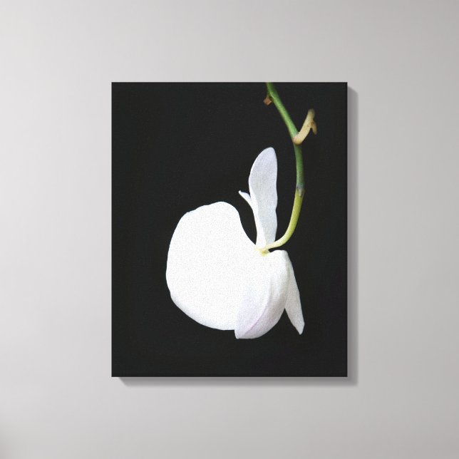 Fleur blanche sur toile noire enveloppée (Recto)