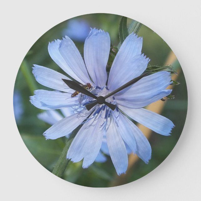 Fleur bleu Radicchio N Horloge murale d'abeille (Recto)