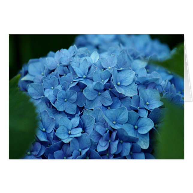 Fleur bleue d'hortensia (Devant horizontal)