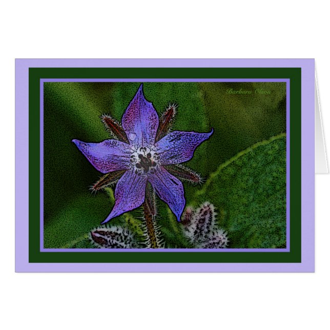 Fleur : Bourrache (Devant horizontal)