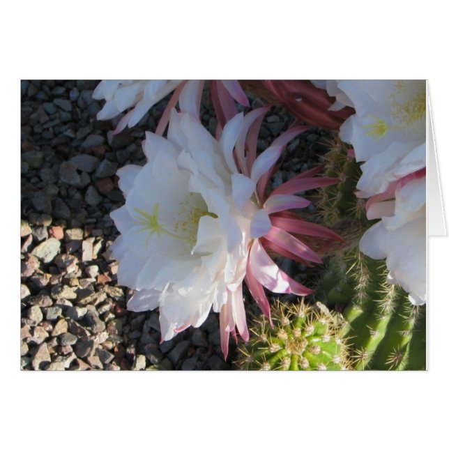 Fleur Cactus (Devant Horizontal)