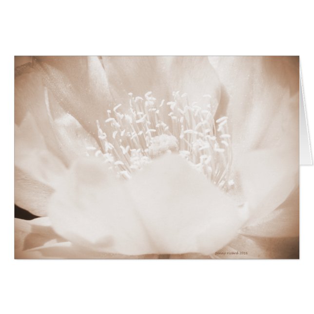 Fleur Cactus (Devant horizontal)