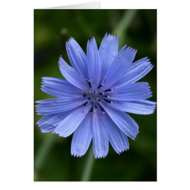 Fleur Chicorée (Devant)