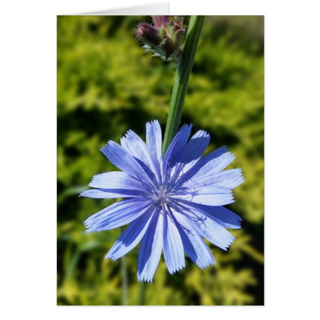 Fleur chicorée (Devant)