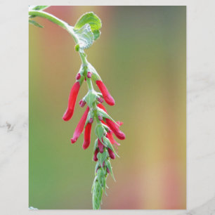 Fleur d'ananas