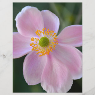 Fleur d'anémone japonaise rose