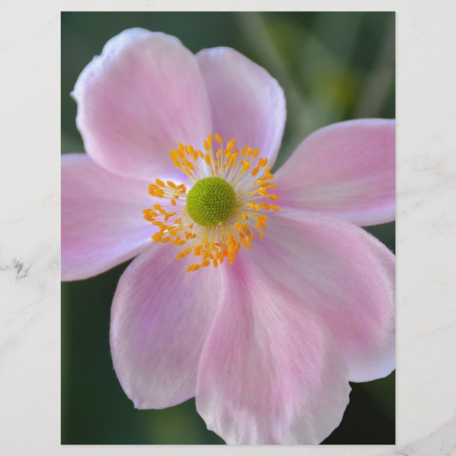 Fleur d'anémone japonaise rose (Devant)