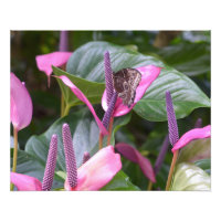 Fleur d'anthurium avec papillon 20"x16" Photo