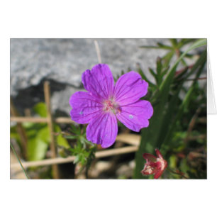 Fleur de Bloody Cranesbill