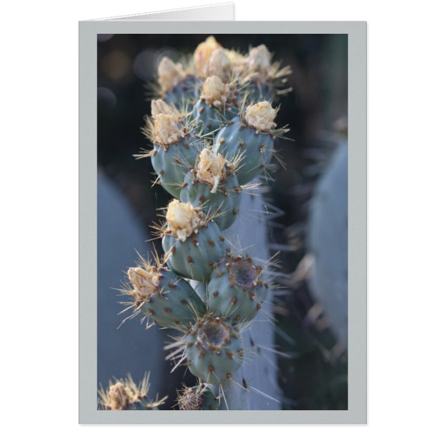 fleur de cactus (Devant)