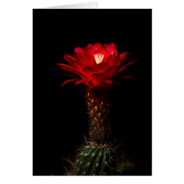Fleur de cactus à torche rouge (Devant)
