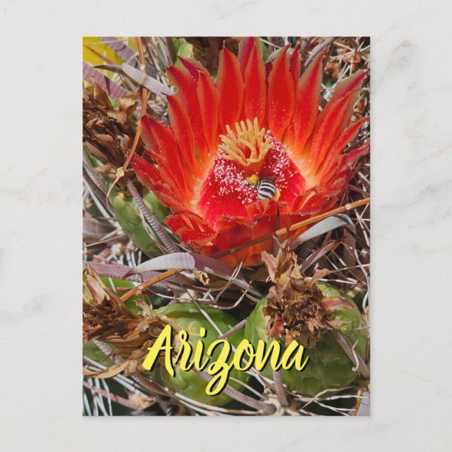Fleur de cactus avec abeille, carte postale d'Ariz (Devant)