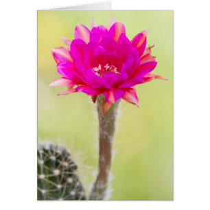 Fleur de cactus d'antimatière