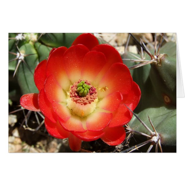 Fleur de cactus de tasse de claret (Devant horizontal)