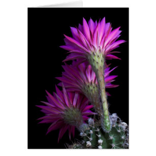 Fleur de cactus Piazza