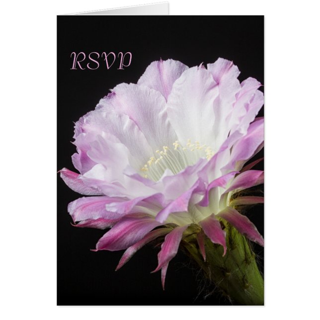 Fleur de Cactus rose en fleurs RSVP (Devant)
