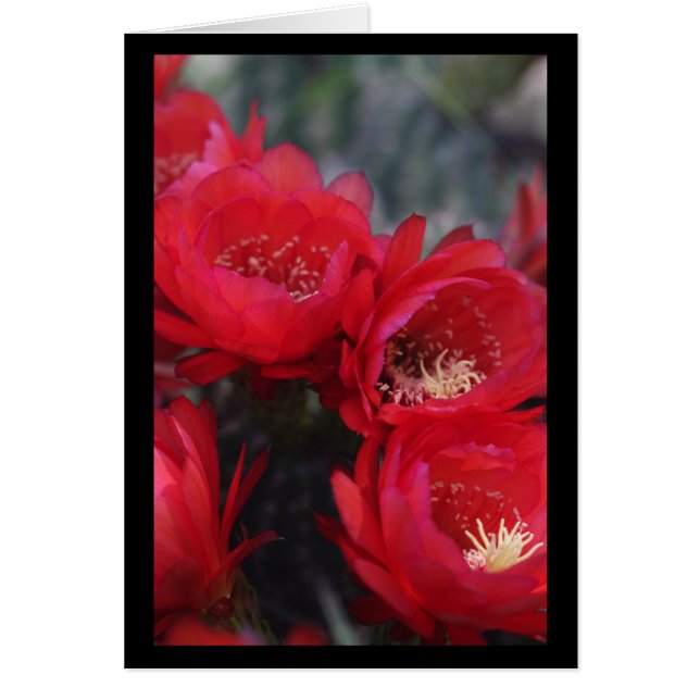 Fleur de cactus rouge (Devant)