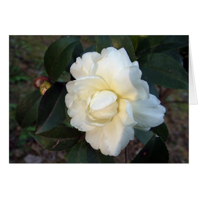 fleur de camélia blanc (Devant horizontal)
