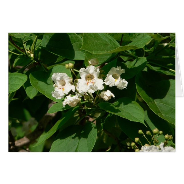 Fleur de Catalpa (Devant horizontal)