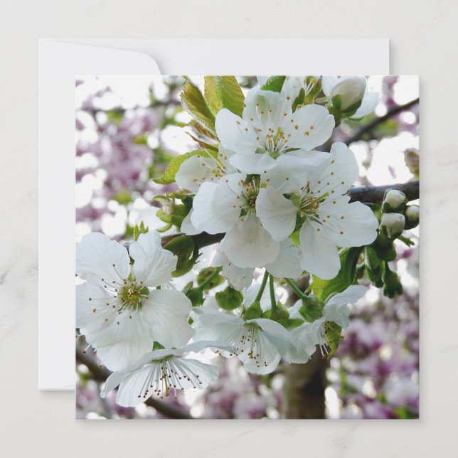 Fleur de cerise (Devant)