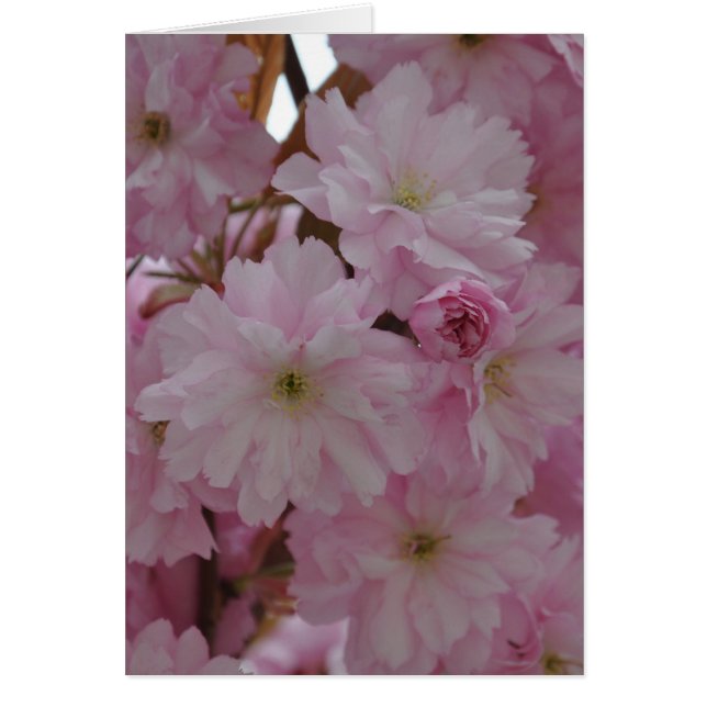 Fleur de cerise (Devant)