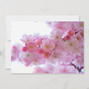 Fleur de cerisier japonaise