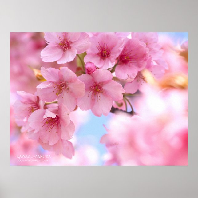 Fleur de cerisier "Kawazu-zakura" : Affiche (Devant)