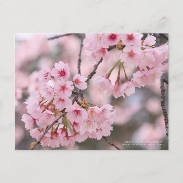Fleur de cerisiers "Oh-kanzakura" : Carte postale (Devant)