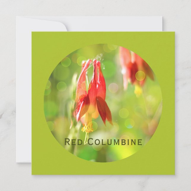 Fleur de Columbine Rouge sur la carte verte à plat (Devant)