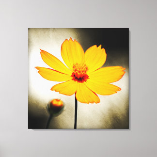Fleur de cosmos jaune - Beaux art Toile enveloppée