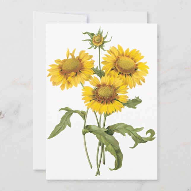 Fleur de couverture Tournesol par Redoute Invitati (Devant)