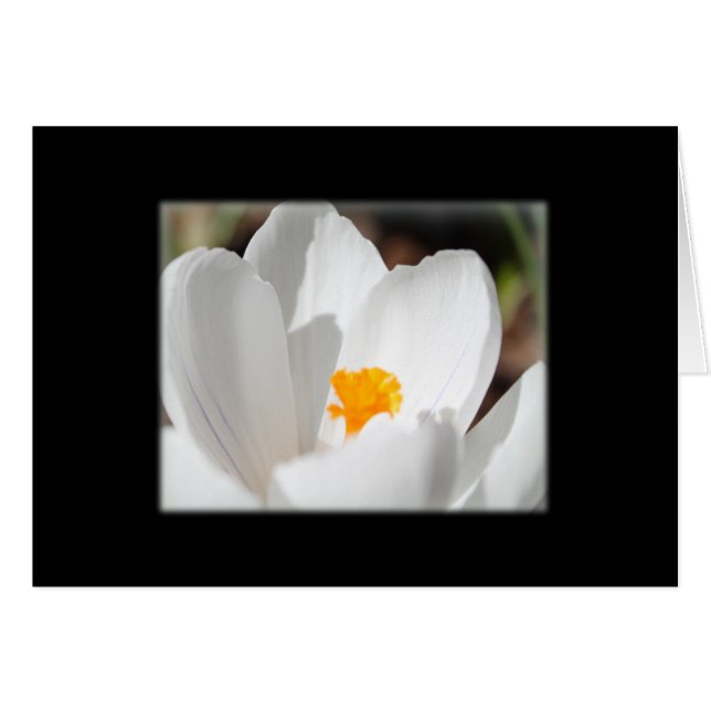 fleur de crocus (Devant horizontal)