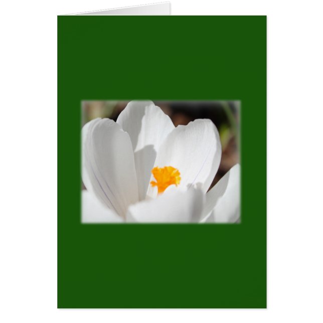 fleur de crocus blanc (Devant)